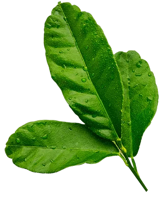 image of decorative leaves